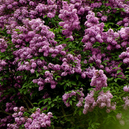 Beautiful purple lilac bush in the garden. Dark moody hipster floral background.の写真素材