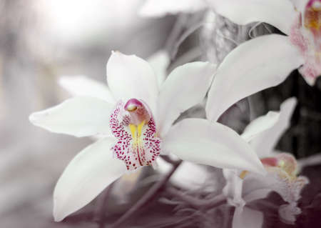 Phalaenopsis orchids bloom at the botanical greenhouse. Creative toned beautiful tropical floral background.の写真素材