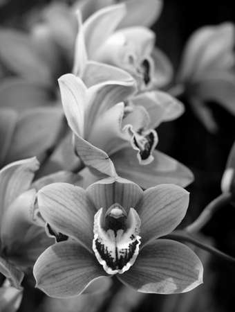Phalaenopsis orchids bloom at the botanical greenhouse. Black and White floral background.の写真素材