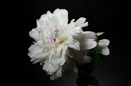 Big bright peony against black backdrop. Dark moody floral background.の写真素材