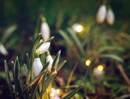Magic background with first spring flowers snow drops and lights. Spring floral background.の写真素材