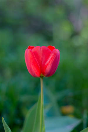 Bright red tulip flower in the garden. Spring Floral theme background.の写真素材
