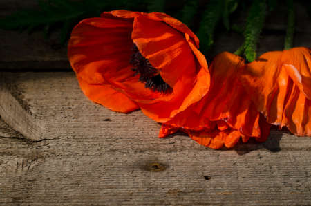 Red poppy flower on a dark wooden background. Bouquet of red flowers with selective light.の写真素材