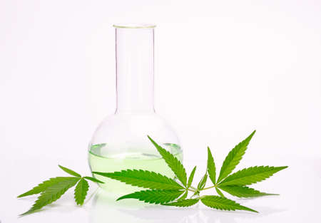 Cannabis plant leaves in the laboratory flask isolated on white background. Medicine or cosmetology theme background.の写真素材