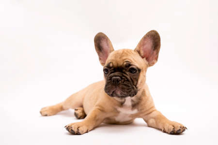 Adorable French Bulldog puppy beige color. Cute little puppy on a white background.の写真素材