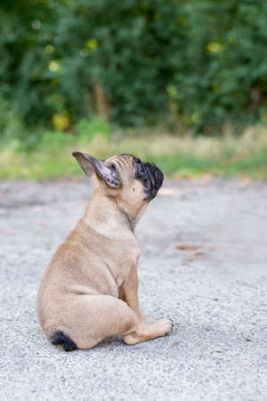 Adorable French Bulldog puppy beige color. Cute little puppy.の写真素材