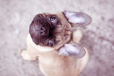 Adorable French Bulldog puppy beige color. Cute little puppy.の写真素材