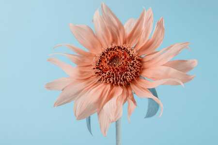 Sunflower on a color paper background. Minimalist floral background.