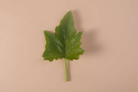 Green leaf of pumpkin plant on beige background. Flat lay floral backdrop with empty space for text.の写真素材