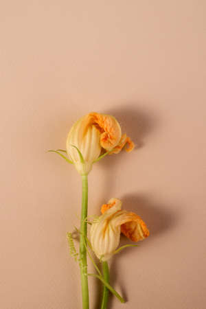 Pumpkin blossoms cut from the garden. Flat lay floral backdrop with empty space for your text.の写真素材