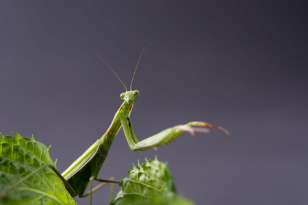 European Praying Mantis female or Mantis religiosa close up against dark background. Large predatory...