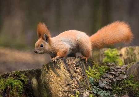 Beautiful Red fluffy squirrel eating big walnut in the autumn forest. Curious squirrel portraitの写真素材