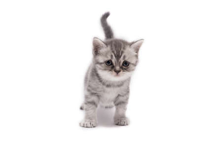 Cute gray Scottish fold little kitten isolated on a white background.の写真素材