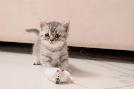 Cute gray Scottish fold little kitten n home interiorの写真素材