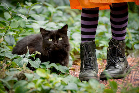 Halloween big fluffy cat sitting near little girl legs wearing black striped tights and leather boots. Hslloween life style photo.の写真素材
