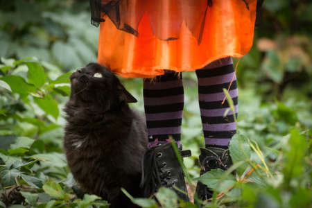 Halloween big fluffy cat sitting near little girl legs wearing black striped tights and leather boots. Hslloween life style photo.の写真素材
