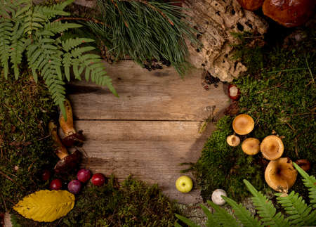 Natural decorative frame of green moss, mushrooms, leaves of a fern on old wooden background.の写真素材