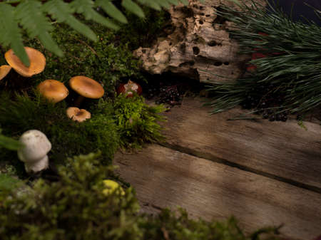 Natural decorative frame of green moss, mushrooms, leaves of a fern on old wooden background.の写真素材