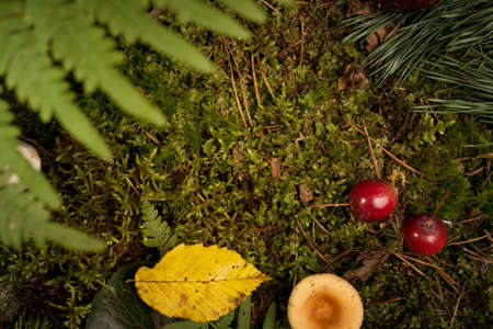 Natural decorative frame of green moss, mushrooms, leaves of a fern and wild red apples.の写真素材