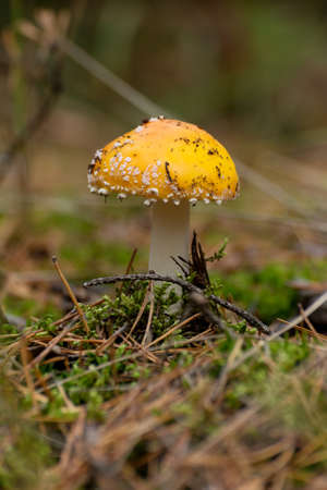 Poisonous mushroom Amanita or Fly Agaric Fungi on the Forest floor in tall green grass. Vertical natural autumnal background.の写真素材