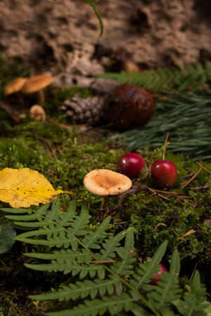 Natural decorative frame of green moss, mushrooms, leaves of a fern and wild red apples.の写真素材