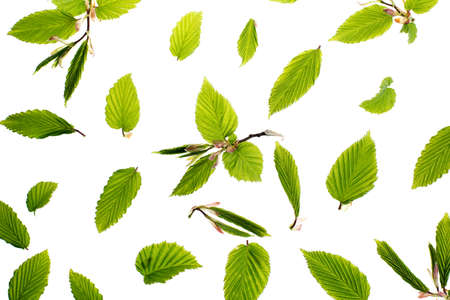 Young fresh green leaves against a white background. Beautiful spring seasonal background.の写真素材
