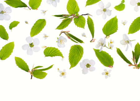 Young fresh green leaves and bird-cherry tree flowers against a white background. Beautiful spring seasonal background.の写真素材