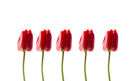 Red tulips isolated on white background. A row of ideal tulips.の写真素材