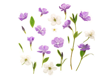 Beautiful periwinkle flowers against white background. Young fresh green leaves. Spring seasonal background.の写真素材