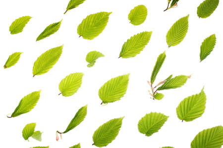 Young fresh green leaves against a white background. Beautiful spring seasonal background.の写真素材