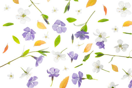 Young fresh green leaves, periwinkle, and cherry tree flowers against a white background. Beautiful spring seasonal background.の写真素材