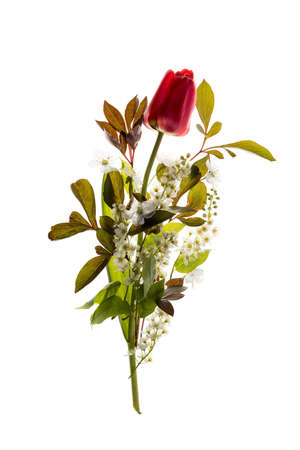 Red Tulip and bird-cherry tree flowers isolated on white background. Fresh spring bouquet composition.の写真素材