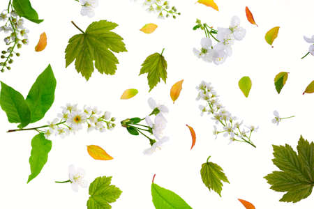 Young fresh green leaves and bird-cherry tree flowers on whiteの写真素材