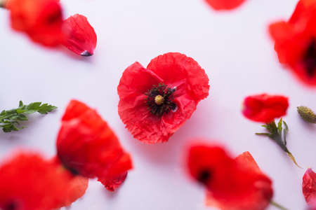 Red Poppy flower and blurred petals on whiteの写真素材