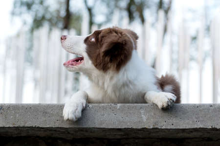Adorable Border collie puppy sitting on the benchの写真素材