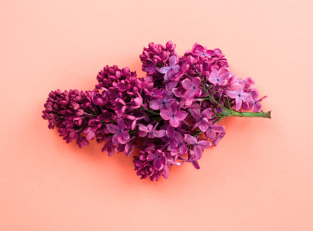 Beautiful lilac flowers on a same color background. Minimalistic floral composition in trendy style. Floral vertical background.の写真素材