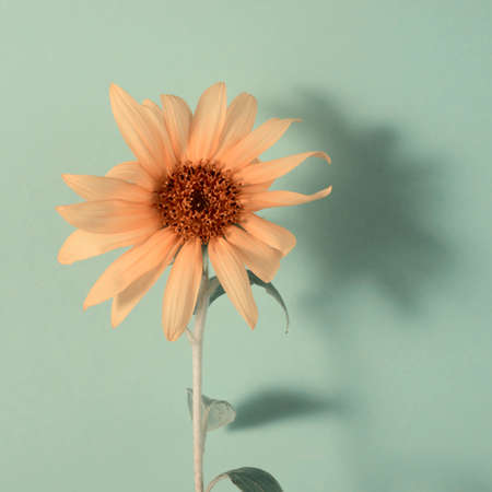 Sunflower on a color paper background. Minimalist floral background.の写真素材