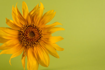 Sunflower on a color paper background. Minimalist floral background.の写真素材