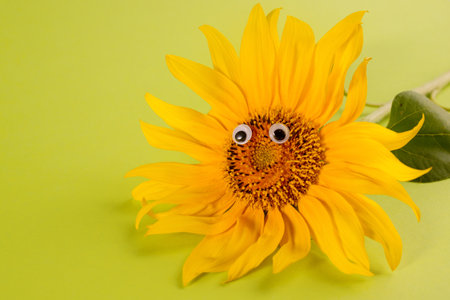 Sunflower decorated with plastic googly eyes on a light green paper background. Minimalist floral background.の写真素材