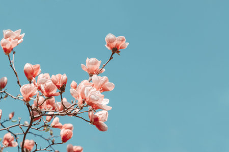 Beautiful magnolia tree blossoms in springtime. Bright magnolia flower against blue sky. Romantic...