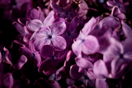 Beautiful purple lilac flowers selective focus. Macro photo of lilac spring flowers. Floral background.の写真素材
