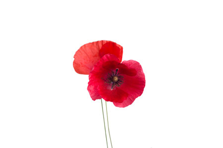 Beautiful red poppy isolated on white background.の写真素材