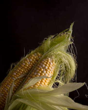 Fresh Raw Corn on Cobs on an old wooden table. Autumnal harvest still life background in a dark mood.の写真素材