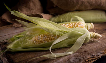 Fresh Raw Corn on Cobs on an old wooden table. Autumnal harvest still life background in a dark mood.の写真素材