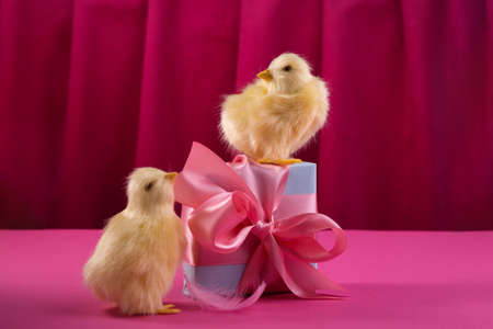 Bright yellow chickens with easter eggs and gift box against the bold raspberry color curtain. Trendy hard light still life.の写真素材