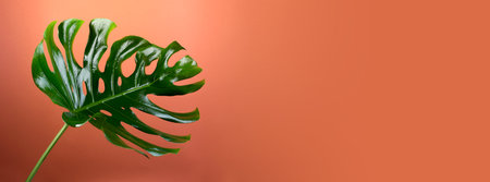 Big fresh Monstera leaf, Swiss cheese plant tropical against rust color background. Summer seasonal banner background with empty space for textの写真素材