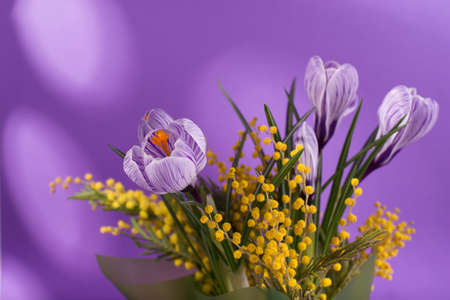 Beautiful spring bouquet of crocuses and mimosa flowers against lilac color background.の写真素材