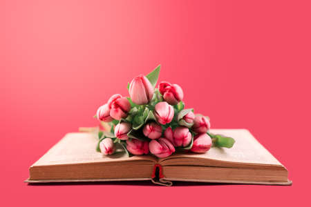 Beautiful bouquet of pink tulips in the old opened book against bold pink background. Romantic spring seasonal backdrop to women or mothers day.の写真素材