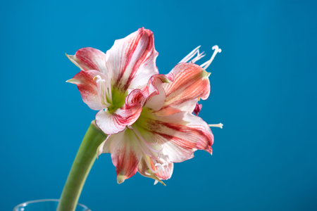 White-pink flowers of Amaryllis flower or Hippeastrum Gervase against blue background with empty space for text.の写真素材