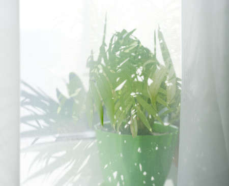 Green Palm tree leaves of houseplant behind a transparent white curtain under bright sun.の写真素材